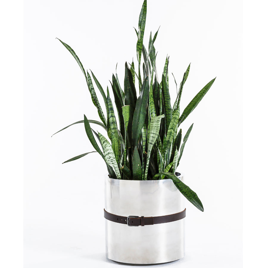 Stainless Steel Belted Planter - Egg Designs