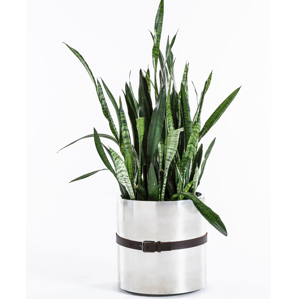 Stainless Steel Belted Planter - Egg Designs