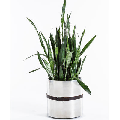 Stainless Steel Belted Planter - Egg Designs